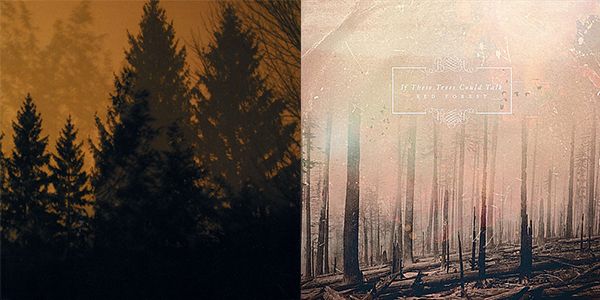 If These Trees Could Talk re-issue streams