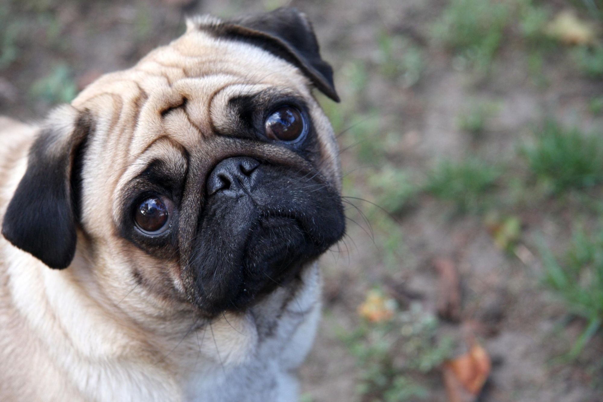 Sad-pug